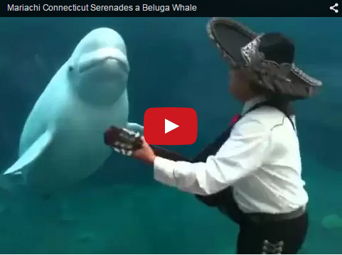 Churchill Video of the Week- Mariachi Serenades Beluga Whale