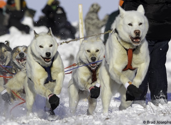 2019 Hudson Bay Quest Has Impressive Line-up
