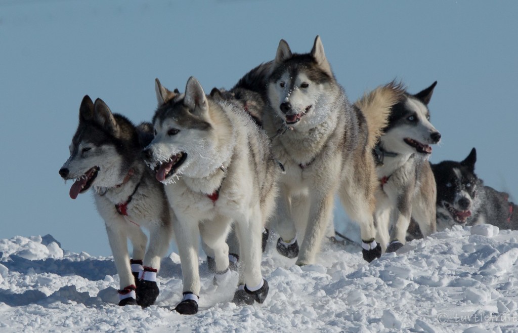 Dogsledding in Churchill. Joseph Lin photo.