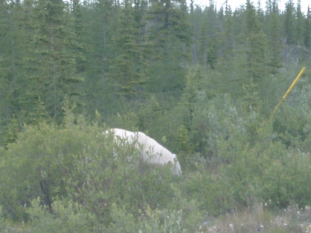 polar bear in the boreal forest in Churchill, manitoba.