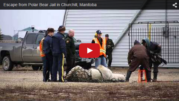 Churchill Video of the Week-Polar Bear Release
