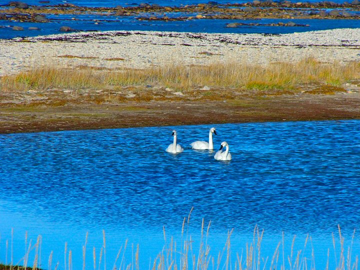 Tundra swans on the water in Churchill, Manitoba.