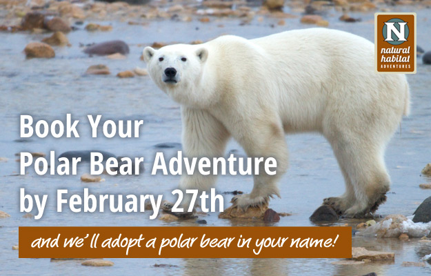 International Polar Bear Day Adoption Offer