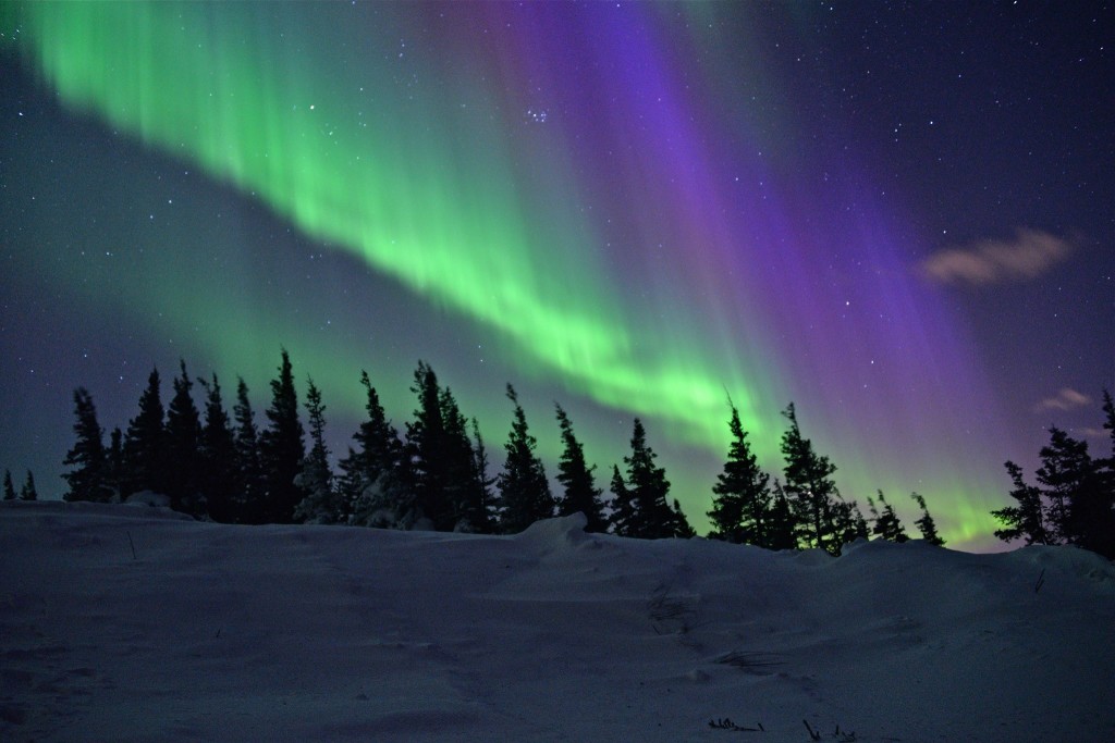 northern lights in Churchill boreal forest