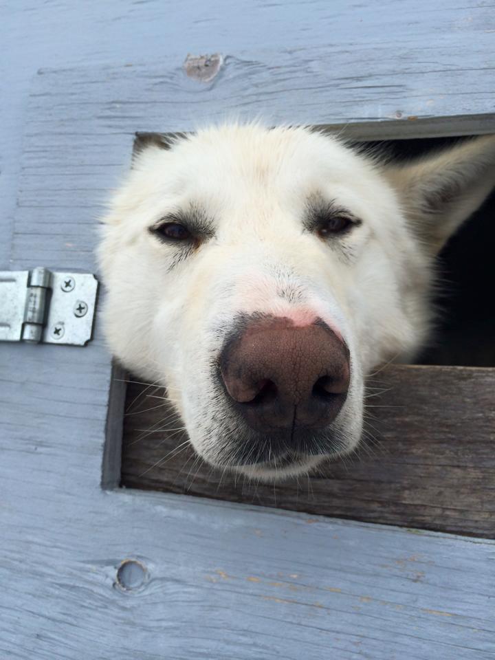 Hudson Bay Quest 2015.