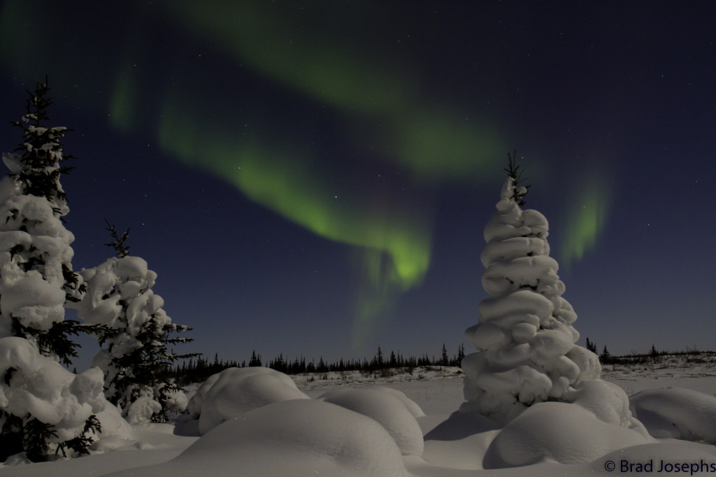 Boreal forest near the Aurora pod.