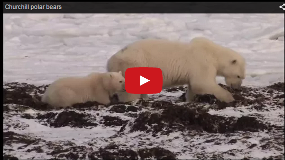 Churchill Polar Bears Video of the Week