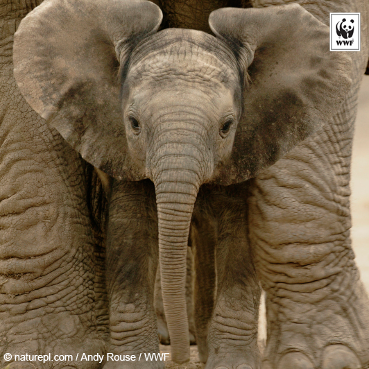 World Wildlife Day-Stop Poaching