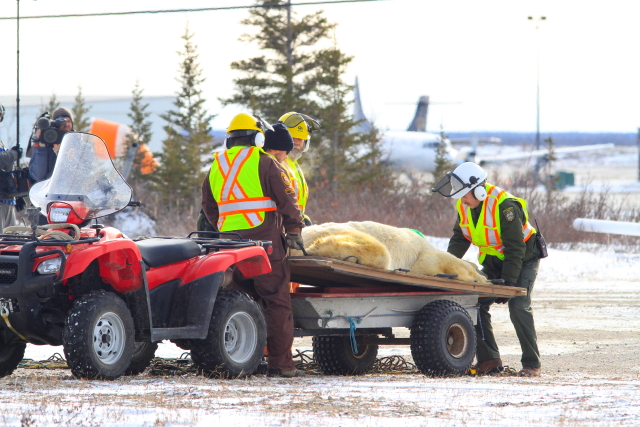 Polar bear being moved from compound to take off area.
