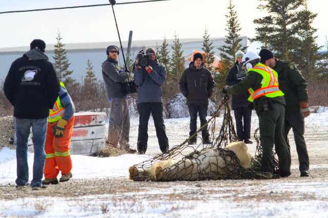 Polar bear ready for lift - off in Churchill.