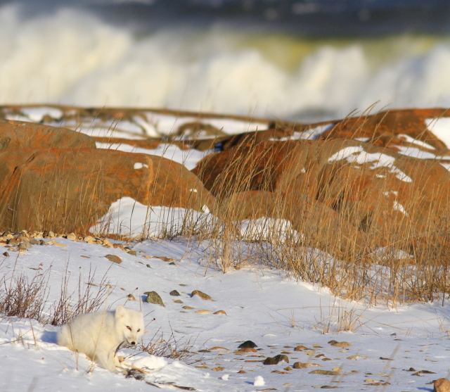 Arctic fox Churchill, Mb.