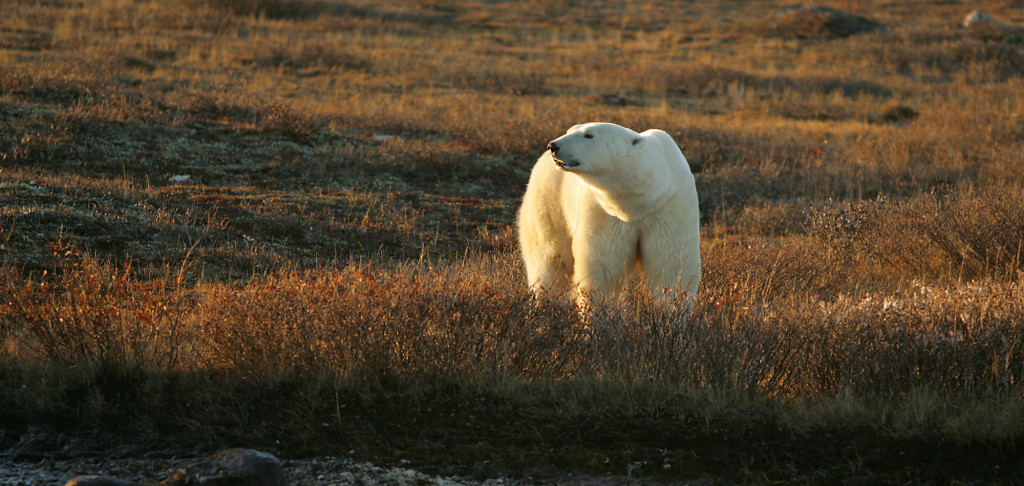 Polar bear in Churchill