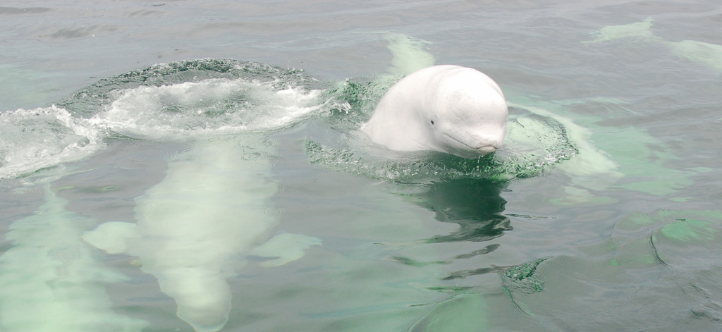 Beluga whale in Churchill , Manitoba