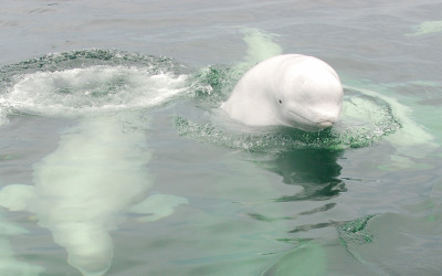 Churchill Sunday Photo – Beluga Breach