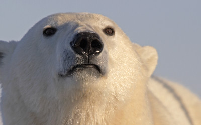 Halloween Animal Quiz