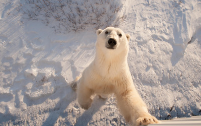 Polar bear Photo – Bear Season