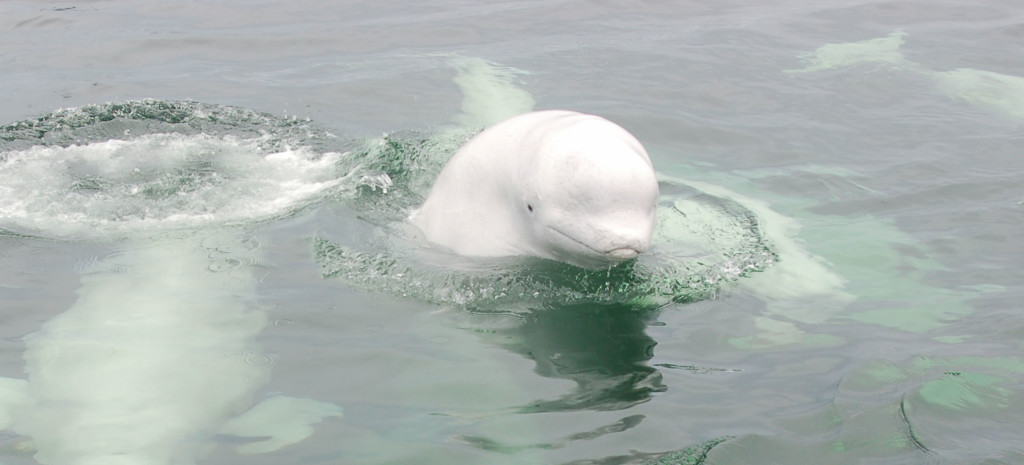 Beluga whale in the Churchill River.