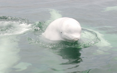 Beluga Whales Communicate