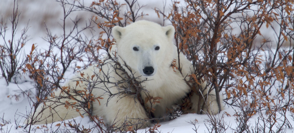 polar bear in Churchill, MB