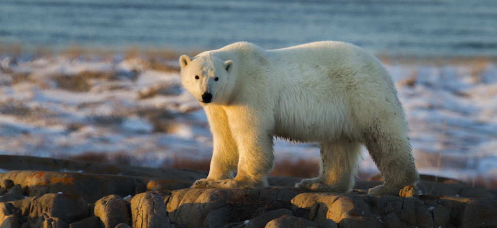 Polar bear Hudson Bay coast.