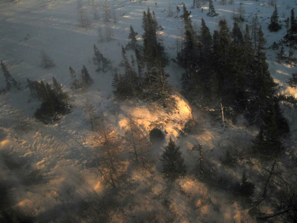 Polar bear den in a stand of spruce trees. Courtesy Natural Habitat Adventures.