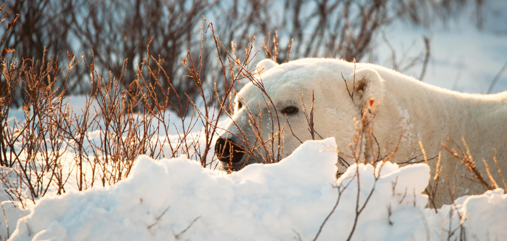Polar bear in Churchill.