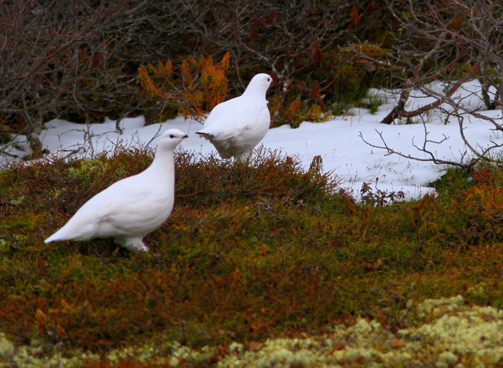 Willow ptarmigan in Churchill, MB.