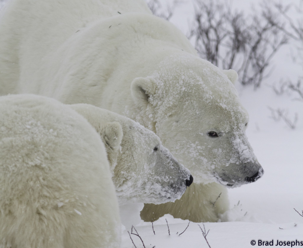 Polar bears in Churchill, MB.
