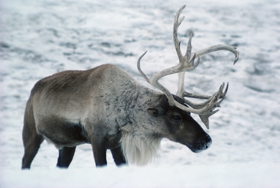 Woodland Caribou