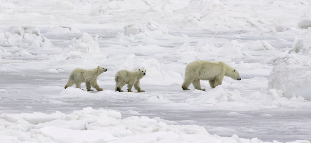 Polar bear mom and cubs.