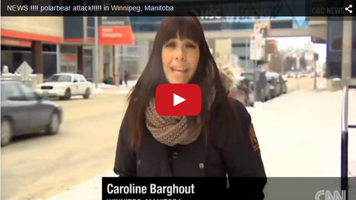 Polar Bear Diaries-Amazing Stories