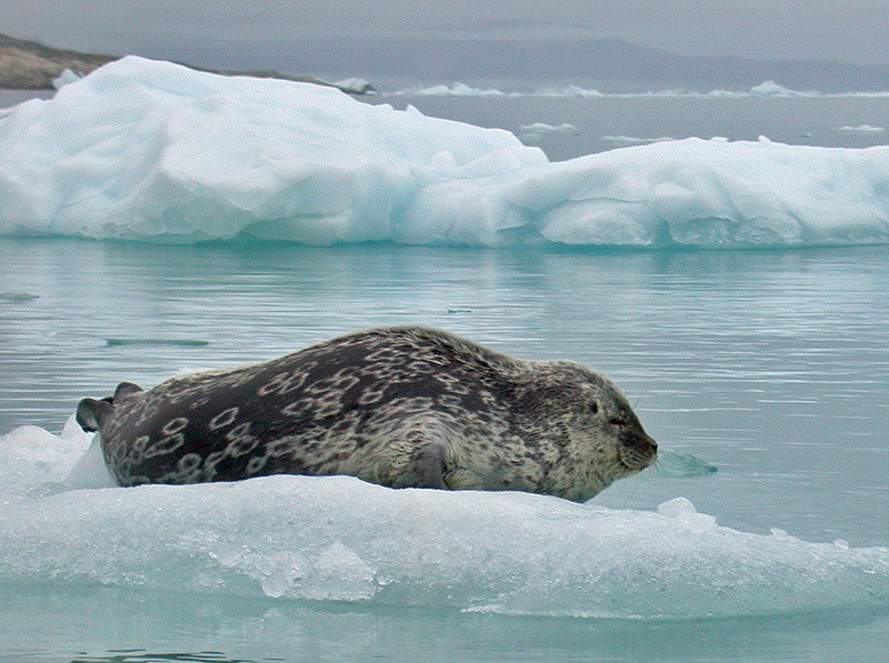 Ringed seal.