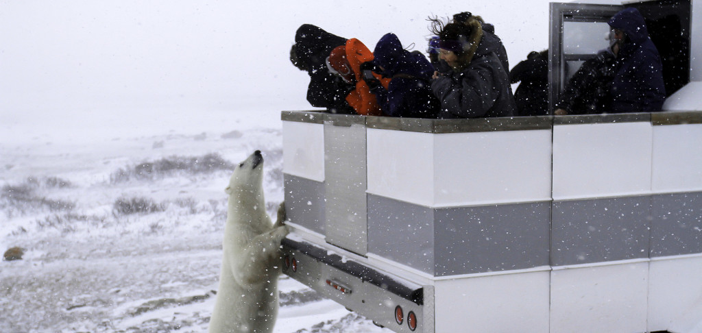 polar bear in the Churchill Wildlife Management Area.