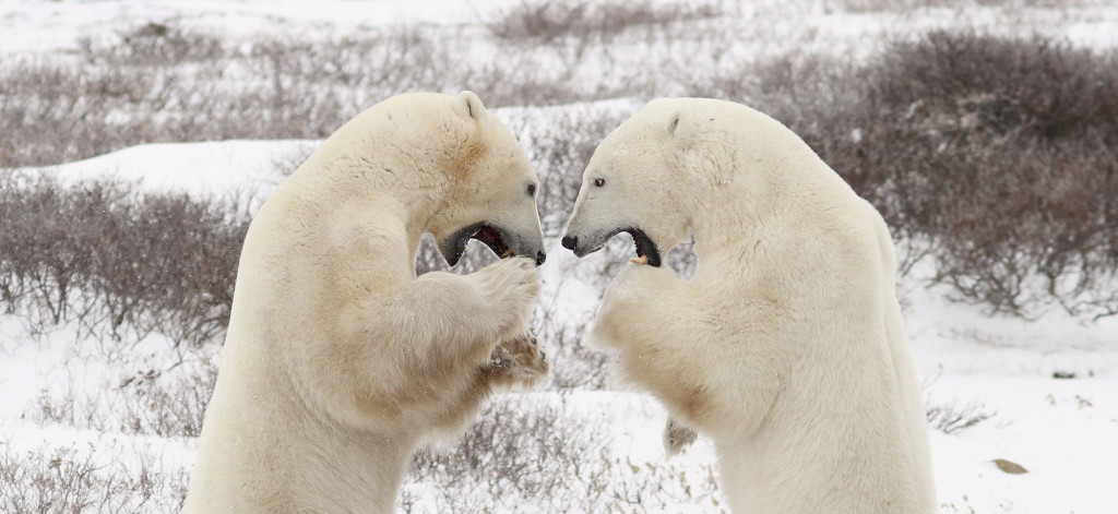 Polar bears sparring in Churchill, MB.
