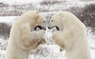 Polar Bear Sparring