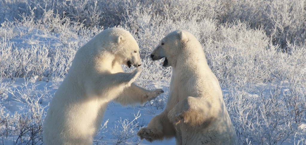 polar bears in Chiurchill