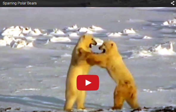 Churchill Video of the Week-Polar Bears Sparring