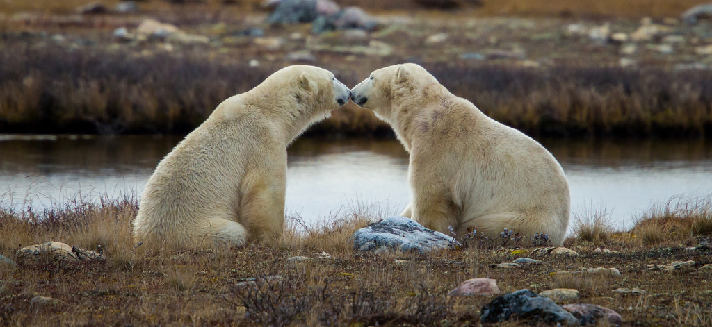 Polar bears in Churchill, MB.