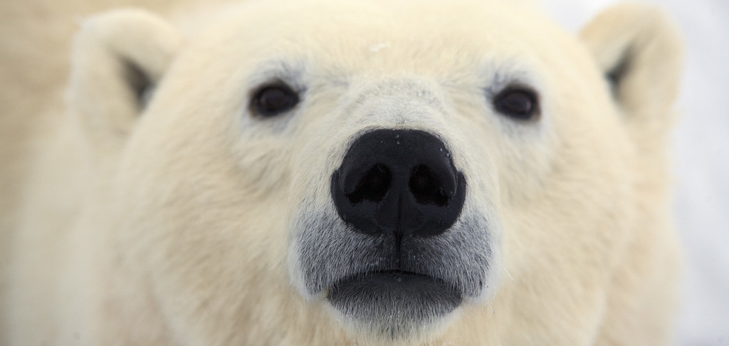 Polar bear in Churchill, MB.