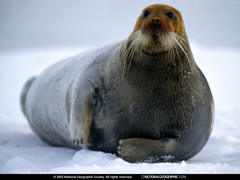 Bearded seal Arctic Ocean