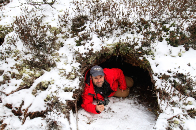 Polar bear den in Churchill, MB.