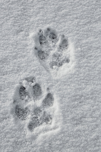 gray wolf prints