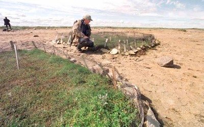 There’s No Geese Like Snow Geese – Nestor 2 History