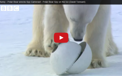 Churchill Video of the Week-Polar Bear and a Spy Cam