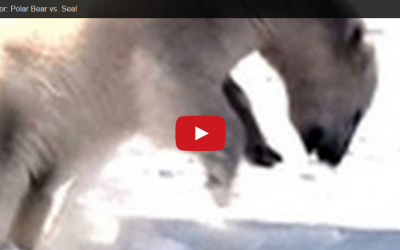 Churchill Video of the Week-Seal Hunting Polar Bears