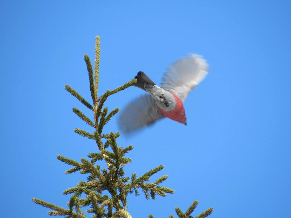 Churchill Photos of the Week-Northern Life