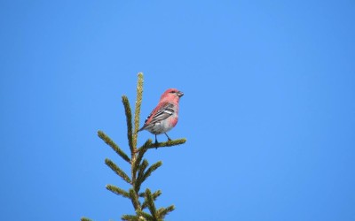 Churchill Photo of the Month- Pine Grosbeak