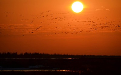 Churchill Photos of the Week