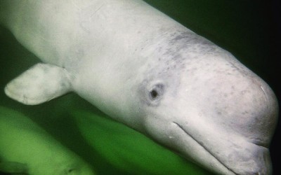 Churchill Photo Album – Magnifico Photos