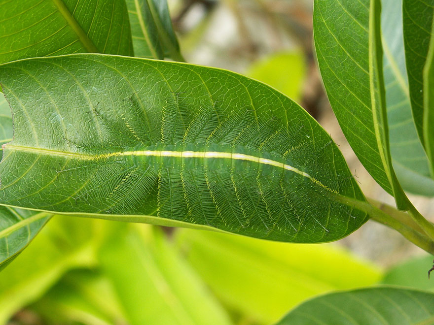 Common baron caterpillar blending into a leaf. Wohinauswandern photo.